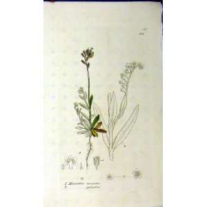  Botanical Plant Myosotis Versicolor Colour Print