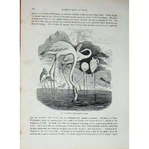  CassellS Birds C1870 Flamingo Phoenicopterus Roseus