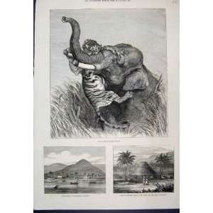   1876 Indian Hunting Elephant Apia Samoa Island Print