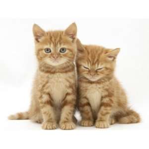  Two Ginger Domestic Kittens (Felis Catus) Premium 