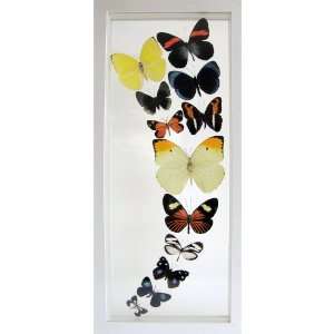  Mounted and Framed Butterfly Art the Twister in White 