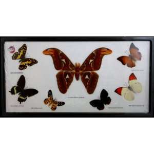   Assorted Insect Specimens Set In Wood Frame 18.5x10 