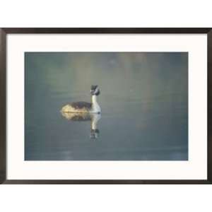  Great crested grebe in breeding plumage in morning mist 