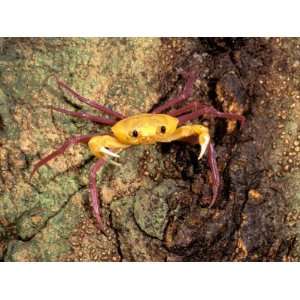 Terrestrial Arboreal Crab, Ankarana Special Reserve, Madagascar 