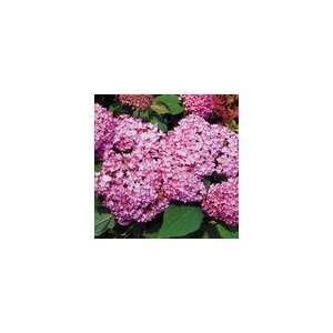  Hydrangea arborescens Bella Anna™ PP#21,227 Everything 