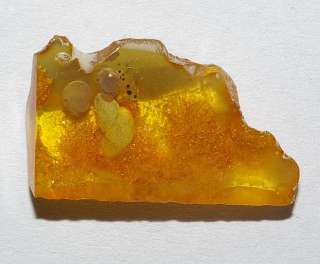Extremely rare plants   big seeds in Genuine Baltic amber  