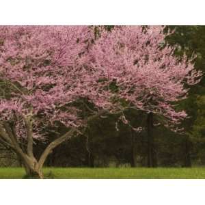  Redbud Tree in bloom, Manassas National Battlefield Park 
