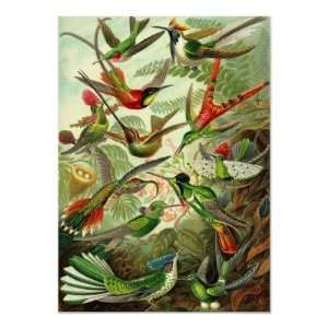  Ernst Haeckel   Trochilidae Hummingbirds Posters