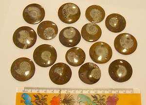 IDD fossils 5 Goniatite pendants necklace ammonites  