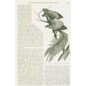  1886 Magazine Article Birds of the Past Extinct Birds 
