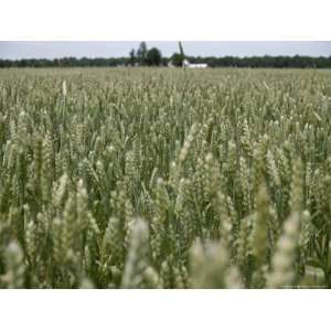  A Thick Field of Milo, a Relative of Sorghum Used for 