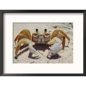  A Ghost Crab Assumes a Defensive Posture Collections 