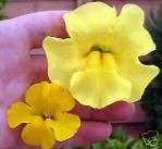 Mimulus Seeds Maximus Mix *Large Blooms for Shade*  