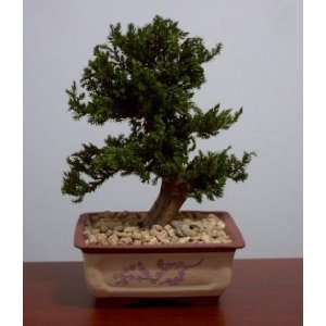   Style Potted in Chinese Bonsai Container Preserved   Not a living tree