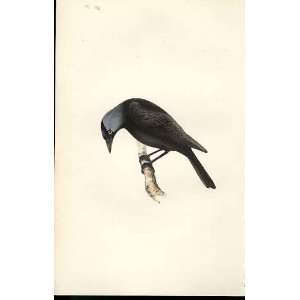  Jackdaw Meyer H/C Birds 1842 50