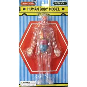  Human Body Model See Through Science Kit 