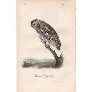   Little Night Owl   Original Audubon 1st Edition Octavo