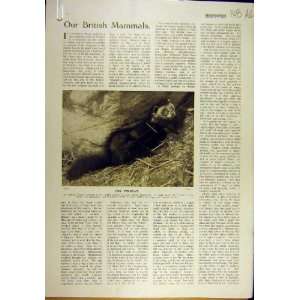  1920 Polecat Animal Photo Badger Hedgehog Print