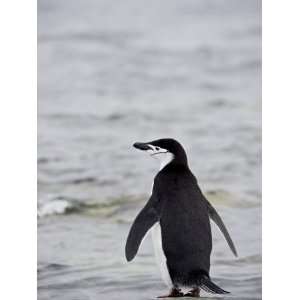 Chinstrap Penguin, Ronge Island, Antarctic Peninsula, Antarctica 