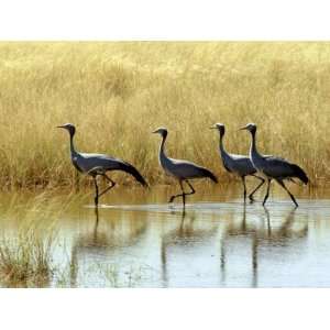  Four Blue Cranes Cross a Flooded Pan on the Edge of the 