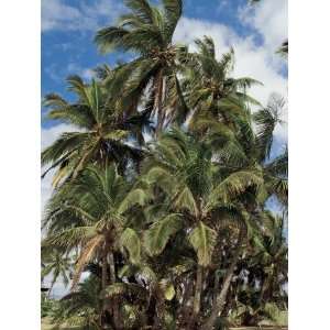 Low Angle View of Coconut Palm Trees (Cocos Nucifera) Photographic 
