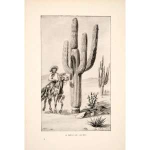  1895 Print Mexican Cactu Botanical Desert Indigenous People 