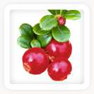 Bearberry increases the cell turnover rate, and is an excellent 