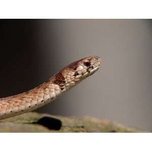  Northern Brown Snake, Storeria Dkayidekayi Photographic 