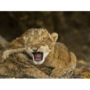  Lion cubs crying after their mother was poisoned at a 