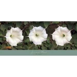 Jimson Weed by Kalman 36x16