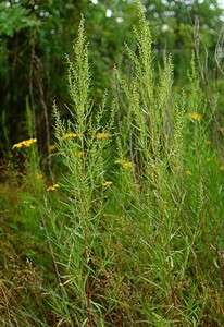 Hardy French Tarragon Plant   Artemisia   3 Pot  