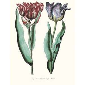  Tulipa Cultivar   Poster by George Wolfgang Knorr (6x8 