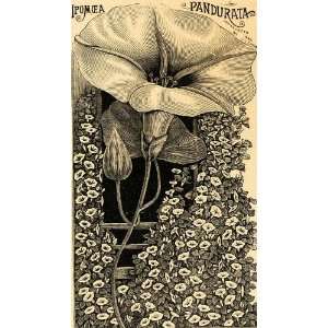  1895 Print Tuberous Ipomoea Pandurata Flowers Art 