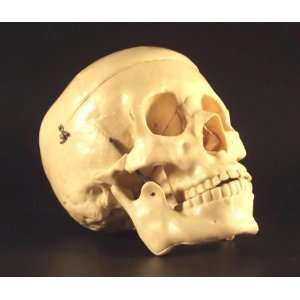 Replica of Human Head Skull Skeleton Skeletal Figure 