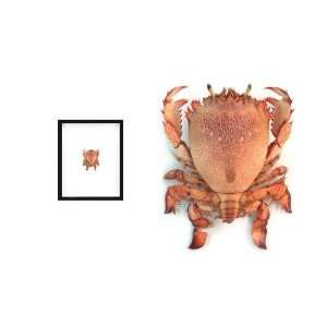  Framed Philippines Cebu Crab 