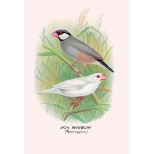  Exclusive By Buyenlarge Java Sparrow 20x30 poster