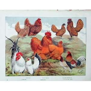  1902 Poultry Bantams Frizzles Buff Pekins English Game 