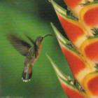 botanique fleur colibri et heliconia trinidad $ 9 53 10 % off eur 8 50 