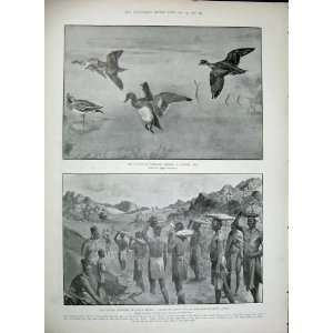  1903Ship X Lagos Bay Domvile Duck Hunting Africa Swazis 