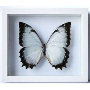   White Morpho Butterfly Mounted Theseus in White Frame