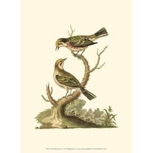  Petite Bird Study IV   Poster by George Edwards (9.5x13 
