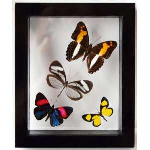  Black Framed Butterfly Art with Four Mounted Butterflies From Peru 