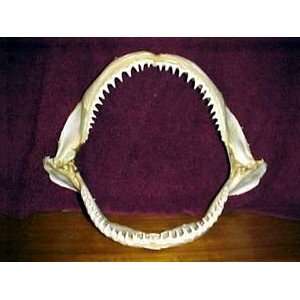  Authentic BLACKTIP Shark Jaw Medium 10 Toys & Games