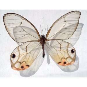  Amber Phantom Real Glasswing Butterfly Framed and Mounted 