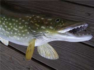 Big Northern Pike fish Replica MOUNT   Fierce Teeth 30 inches  