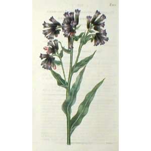   Botanical Engraving of the Soft Lung wort Patio, Lawn & Garden