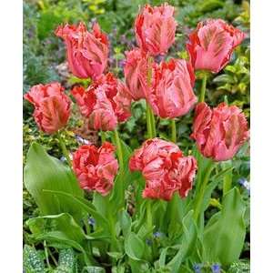  Tulip   Parrot   Fantasy Patio, Lawn & Garden