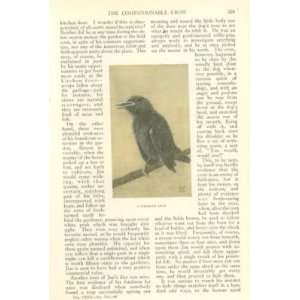  1915 Birds American Crow illustrated 