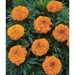  Marigold, Taishan Orange 1 Pkt. (50 seeds) Patio, Lawn 