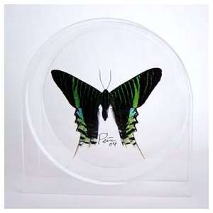  Real framed Butterfly / moth   Urania Leilus in round 